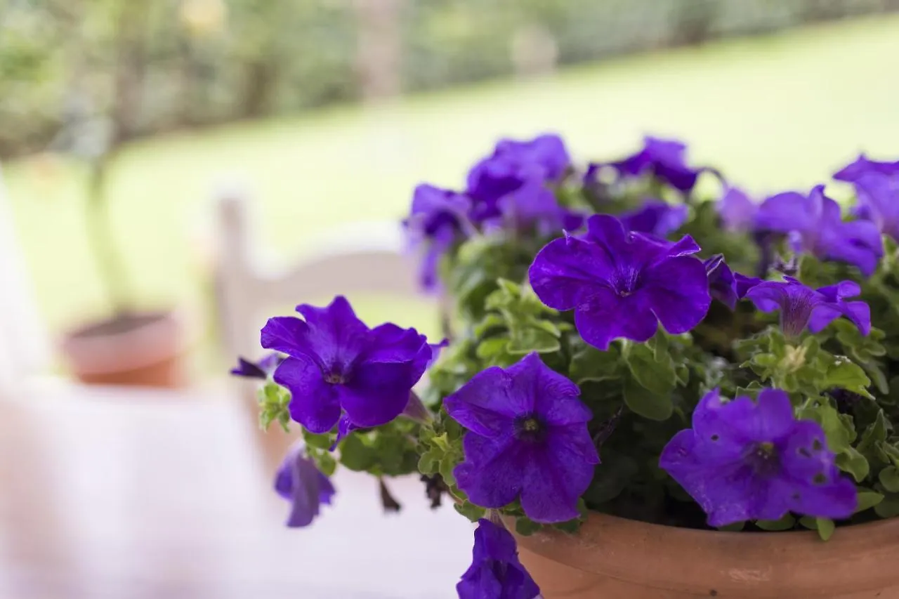 B&B Cava Rossa Monsummano Terme 0*,  Italy